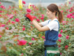 “食べられるバラ“を新たな形に！ 女性起業家が切り開く農業の未来とは