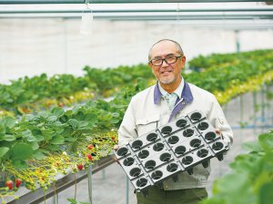 病気を防ぎ、効率的なイチゴ育苗へ！ 革新的なトレイ“カタツムリポット”がスゴイ！