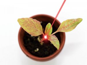 レーザー照射で雑草の成長を抑制！ ドイツで開発された除草剤不要の除草手法とは