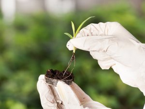 植物自体の状態を整える“バイオスティミュラント”とは？ 農家の困りごとに新たな選択肢
