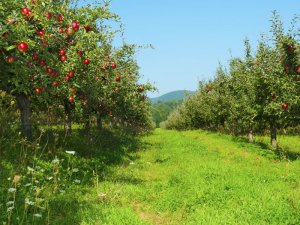 持続可能な農業が求められている！ 世界から注目される“草生栽培”とは？