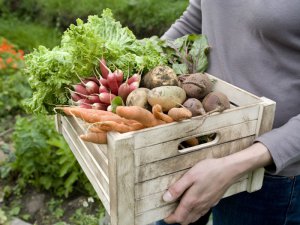 “食料自給率”を上げるのは誰？ 生産者の努力だけで自給率は上がらない