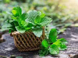 ミントの香りが農業害虫の天敵を誘了！ 無農薬・減農薬での有機農法が可能に!?