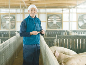 IoT導入でトラブル対応の迅速化へ！ スマホですべてを「見える化」した注目の養豚場