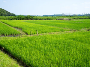 生産性の向上や労働力不足の対策に貢献！ 注目の水稲湛水直播向けソリューション