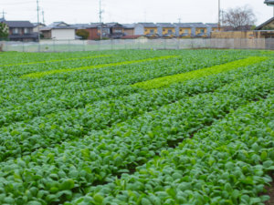 亀岡盆地の京野菜生産が危機に直面！ 原因は「投機目的での農地所有」の蔓延にあった