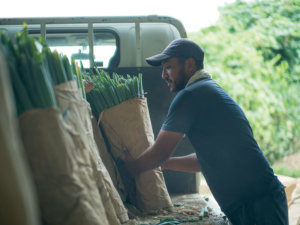 微生物が根に共生して生育促進！ ネギ栽培を助ける“菌根菌”って？