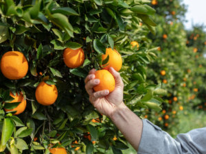 アフターコロナで農業はどうなる？ 外国人労働力だよりの農業、終焉へ