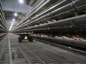 採卵鶏舎内の死亡鶏をAIで早期発見。自走型監視システムで採卵効率UP！