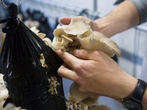 抽出済みコーヒーかすでキノコを栽培!? 新発想のサーキュラーエコノミー