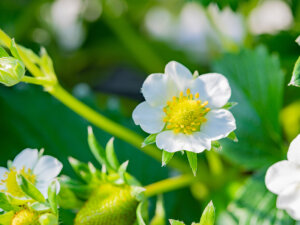 いちご栽培の養液システムを因数分解！ プロから教わる高設栽培の設備