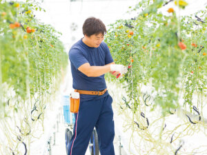 代々続くコメ農家がフルーツトマト生産に挑戦！ アイメック農法で辿り着いた理想の味