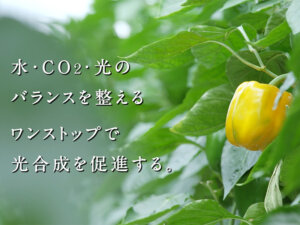 施設園芸で理想の光合成を実現｜3大要素『水・CO2・光』を極めたシステムがある！