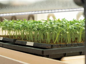 いま注目の「植物育成用LED」の人気の秘密とは？ 導入農家の声を聞く