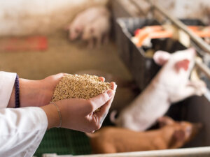 国内初！ 豚の「食下量推移」を数値で把握し、治療費のコスト削減へ