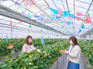 京成バラ園がイチゴ狩り体験をスタート！ その人気の理由とは
