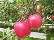 凍霜被害は低コスト・高効率に対策できる！ 防霜バイオスティミュラント資材に迫る