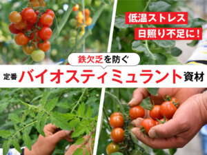 低温・低日照に強くなる！ 『二刀流』のバイオスティミュラントに迫る