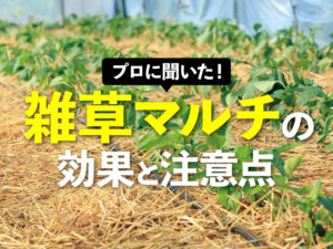 雑草のプロフェッショナルに聞く！ 草をマルチにするメリットと留意点
