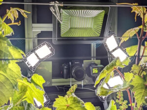 ワインブドウの小さな花を高精度にカウント！ 静岡大学×ヤマハ発動機がAI研究開発