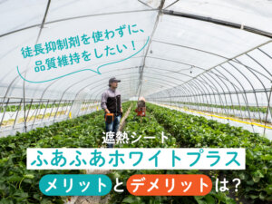 イチゴの春季以降の品質向上に挑戦！ 若き農園主が体験した、作物にやさしいハウスの遮熱資材