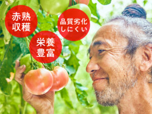 足利トマト農家が一丸となり作った地域ブランド、 背景に赤熟もぎりの『王様トマト』。