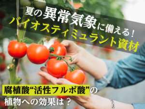 高温ストレス対策や根張り向上に！「活性フルボ酸」のバイオスティミュラント