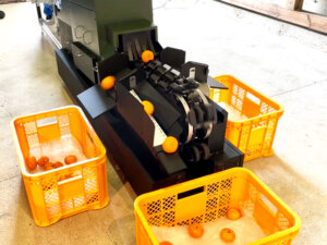 みかんの目視選別を機械でサポート！品質のブレや疲労による見逃し軽減を実現