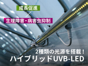 成長促進と、UVBでの生理障害・病害虫抑制を可能に！2種類の光源を照射する次世代型LEDとは