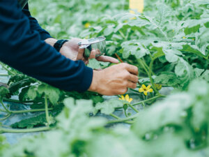 どんな品種のスイカでも、種ごと食べられるように!? スイカの花粉「TANE FREE」