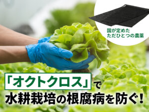 ナイロン製の黒いシートが防除剤？ 銀の力で根腐病から守る、水耕栽培の切り札とは