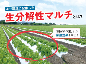 農家さんに朗報！ 進化した生分解性マルチ『ビオフレックスマルチプラス』登場