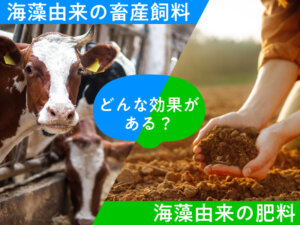 海藻のチカラを活かす肥料・畜産飼料に注目！ どんな効果がある？