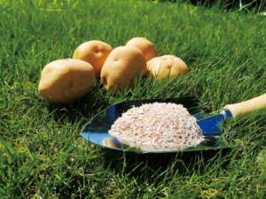 “トリコデルマ菌”の働きをわかりやすく解説！ 根張りを増やして収量アップへ