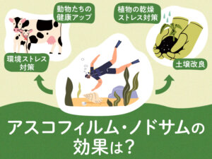 農作物・畜産の悩みに海藻が効く？ 「アスコフィルム･ノドサム」の効能に注目！