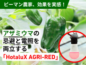 LEDの赤い光でアザミウマが1/10に！ピーマンで効果を実感