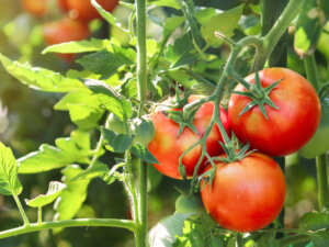 【家庭菜園】トマト栽培にベストな肥料とは？おいしいトマトの正しい栽培方法を解説！