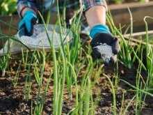 玉ねぎ栽培におすすめな肥料とは？育て方に最適な追肥の時期や方法を紹介！