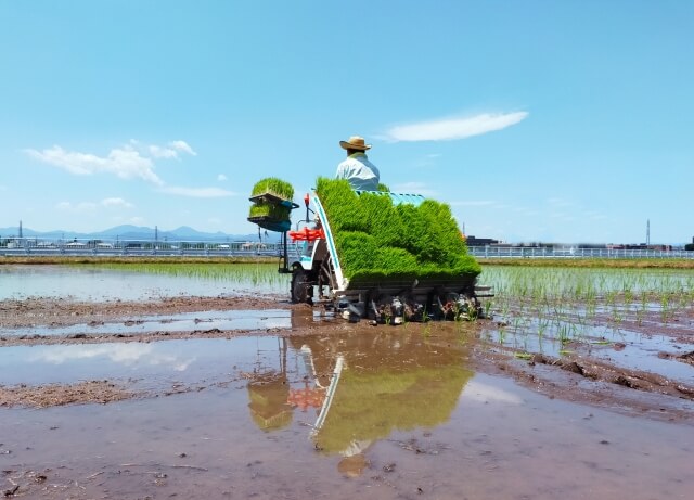 田植えの画像