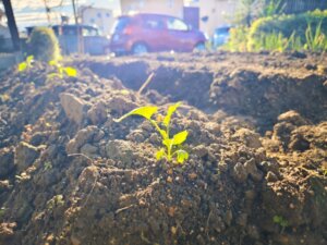腐植酸とは？肥料（堆肥）としてのメリットと効果的な使い方を徹底解説！