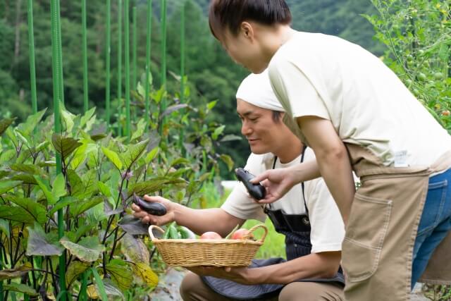 なすの栽培をする夫婦