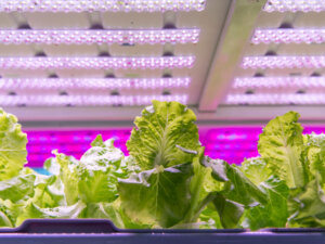 【植物工場ビジネスの概要を徹底解説】おすすめの栽培品目は？ ビジネス成功に重要なのは”適した育種”
