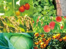 【ヨーロッパ市場への輸出事業を始めたい方向け】オンライン無料相談会を開催！