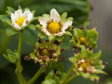 【イチゴ編】症状別で見る！ 生理障害・病害虫の原因と予防の基礎知識