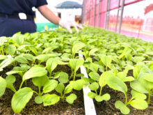 【農福連携】障がい者雇用の「はーとふる農園よこすか」は、なぜ高賃金を支払えるのか？