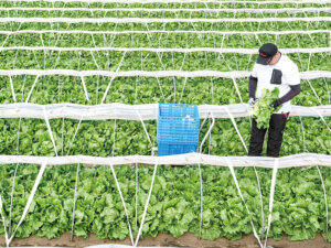 線虫害対策と土づくりを両立！『名人レタス』生産者の緑肥活用