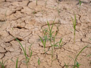 高温障害・乾燥から作物を守るには？ 土壌の保水力・保肥力を向上する完全生分解性保水剤に注目