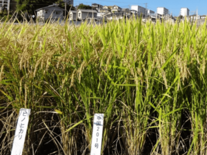 【農研機構の注目品種 コメ編】温暖化に対抗！「にじのきらめき」「恋の予感」等、高温耐性品種の普及へ