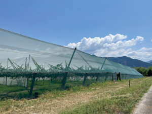 潅水作業の省力化へ！ ゼスプリ契約農場で採用するポンプ「グルンドフォス」の効果は？