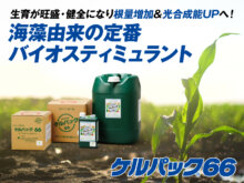 世界80ヶ国で普及する定番バイオスティミュラントとは？ “巨大海藻”由来のBS資材が生育旺盛に効果